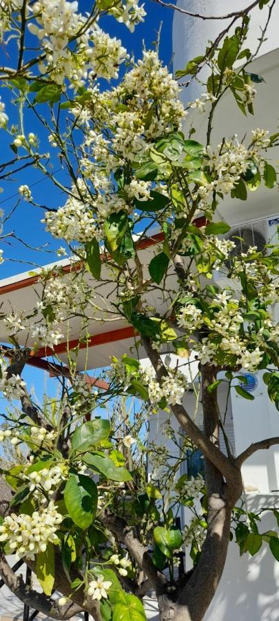 Silvi Mari Apartments Platanes  Bagian luar foto